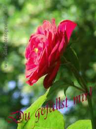 Rote Rose - Du gefällst mir!